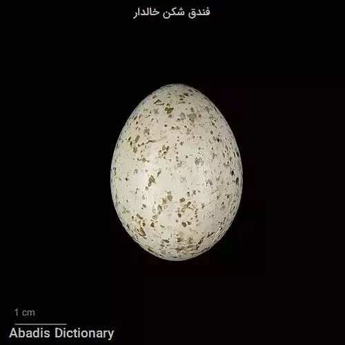 فندق شکن خالدار